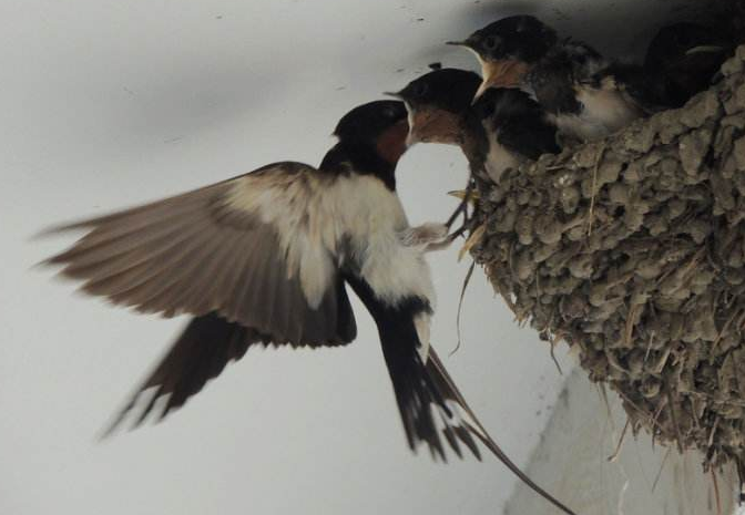 春暖花开燕子归巢你们家的燕子今年到家了吗