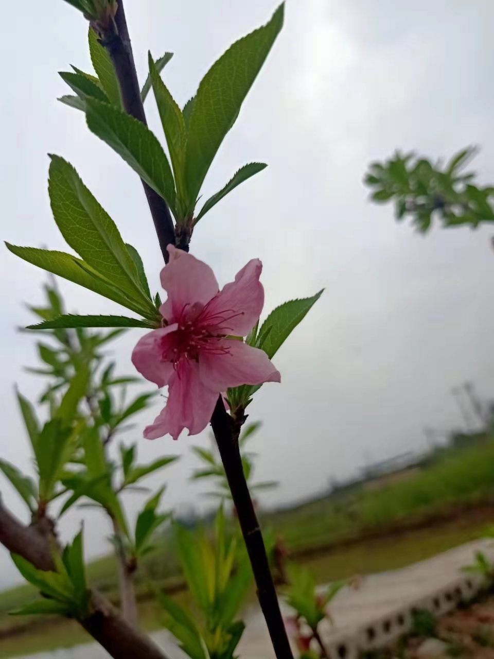 桃花的叶子长出来了还好花还在