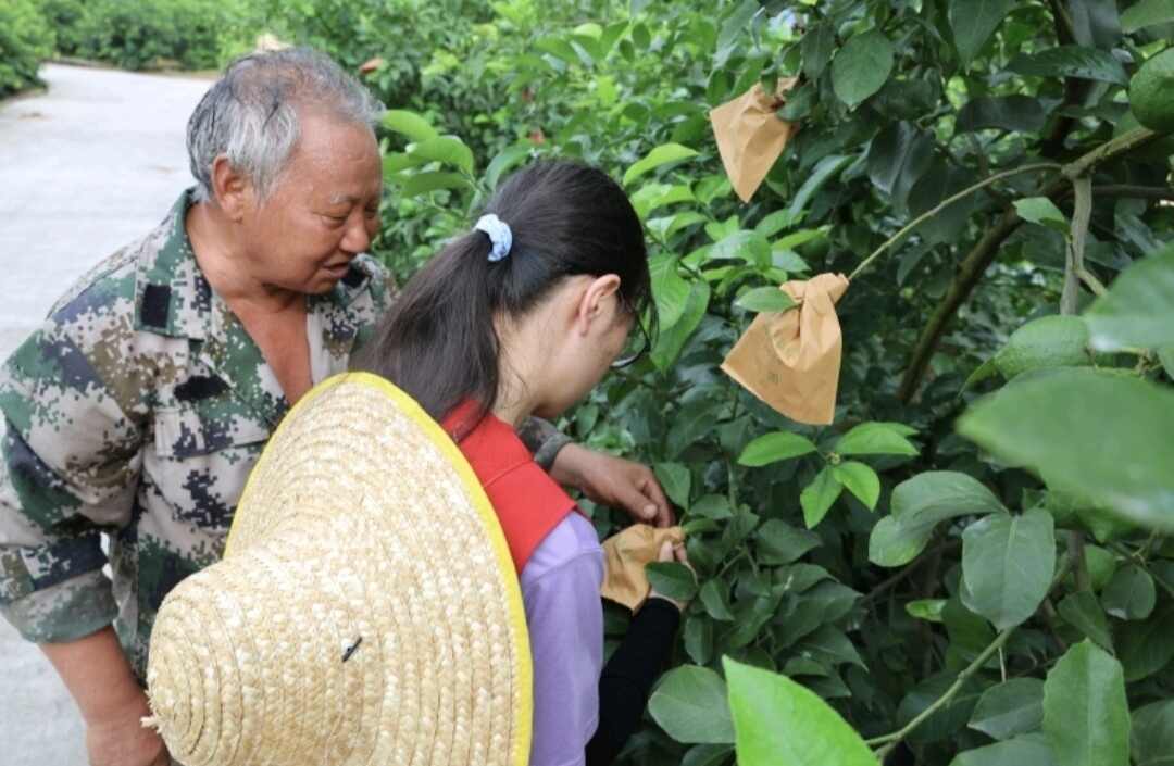 图7  为果农为团队成员讲解套袋手法.jpg