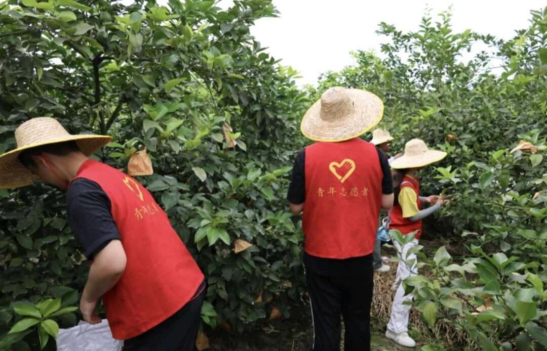 图8  为团队成员为柠檬套袋.jpg