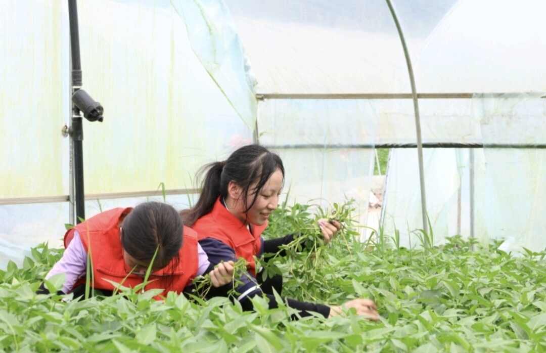 图9  为团队成员为蔬菜基地拔草.jpg