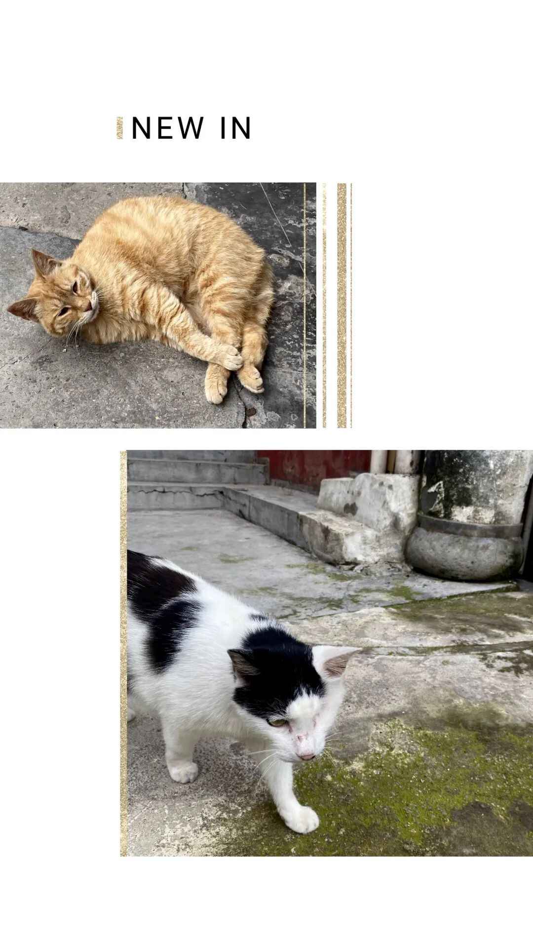 101633lc45646ooamtodej.jpeg